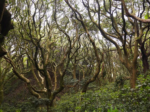 島に群生するタブノキ