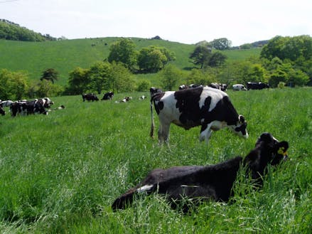 丸森町の広々とした大自然で育つ牛たち
