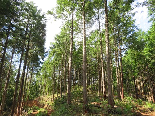 明るくなった人工林