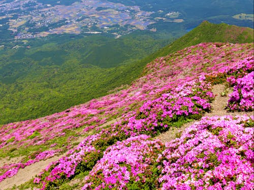 初夏に咲く霧島連山のミヤマキリシマ