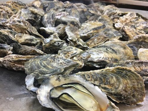 冬の時期のみ食べられる地元産牡蠣