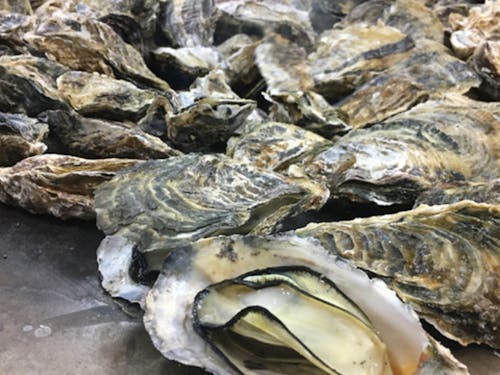地元の牡蠣