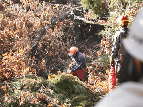林業大学校の演習風景を見学することも