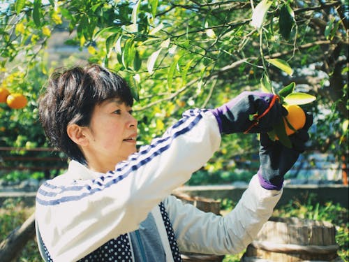 みかん栽培も楽しめます!