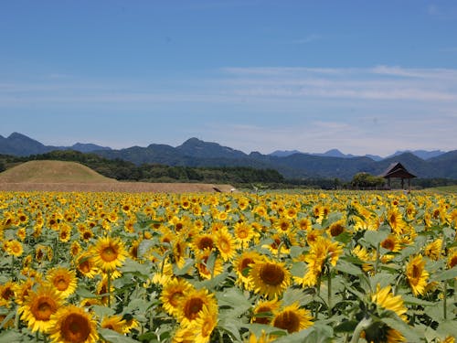 季節の花々が楽しめる西都原