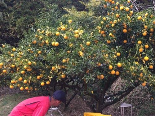 ゆず作業イメージ