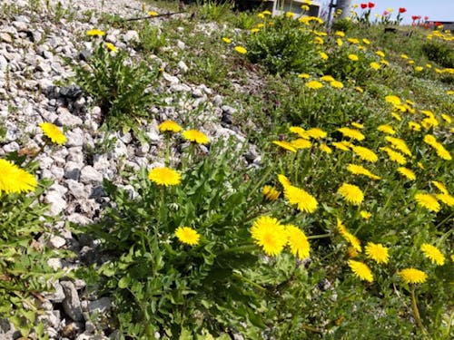 一緒に地域で「しあわせる。」計画をたてみませんか!