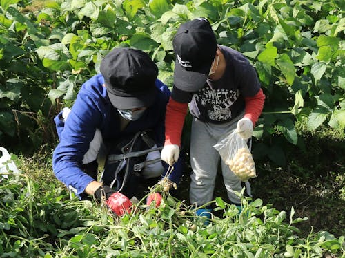 落花生の収穫体験
