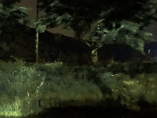 ほたる飛び交う水辺公園