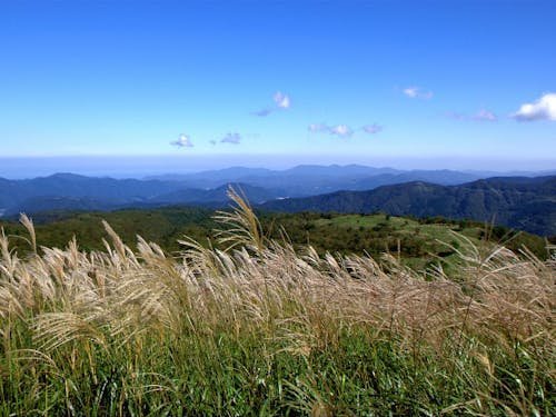 多様な生態系を育む上山高原のススキ草原