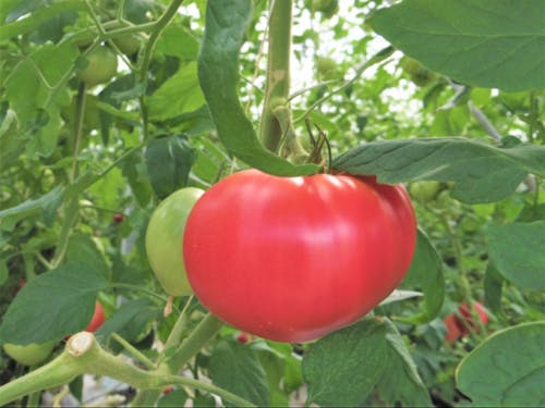 トマト作りの様子