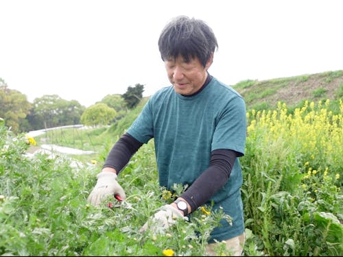 棚田で野菜収穫をする様子