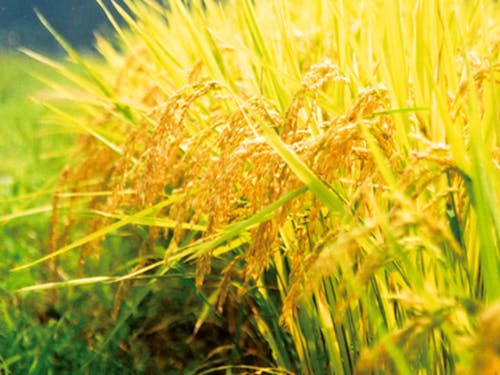 黄金に実る稲穂