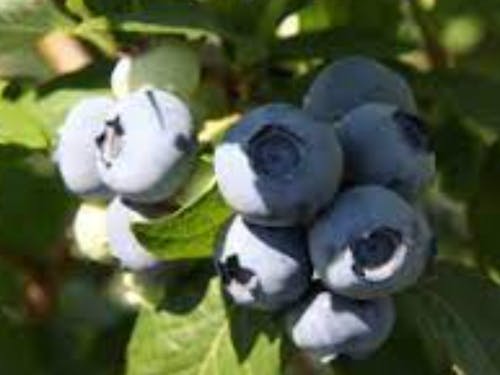 町特産のブルーベリー狩り 大きくて甘い!!