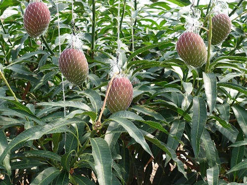 宮崎といえば完熟マンゴー!実は西都市が発祥地です◯