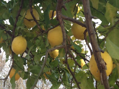 お店の前にたわわに実るレモン