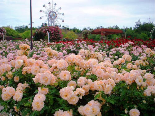 蜂ヶ峯総合公園@和木町:季節の花とアミューズメントが待ってます