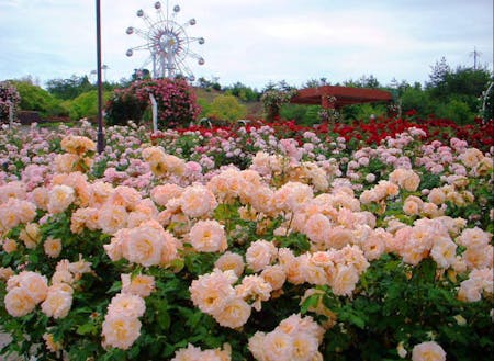 蜂ヶ峯総合公園＠和木町：季節の花とアミューズメントが待ってます