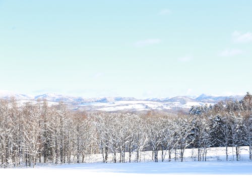 冬はぐっと寒くなりますが、パウダースノーで雪質は世界トップレベル!ダイヤモンドダストも日常的に見れます!