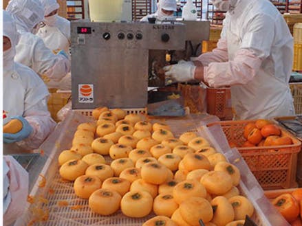 柿の加工品「あんぽ柿」の工場