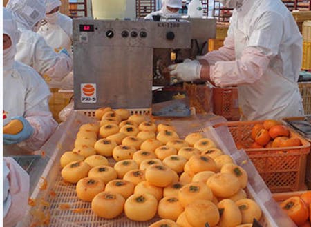 柿の加工品「あんぽ柿」の工場