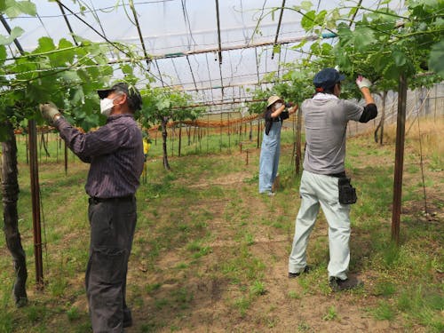 能登・網ぶどう園