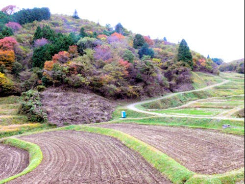 町に広がる棚田の風景