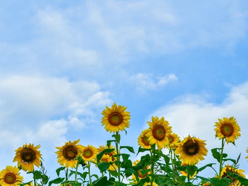 夏にはひまわりロードフェスタを開催（むつみ地域）