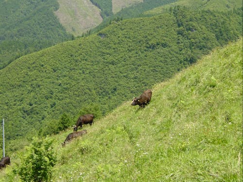大自然の中の大川黒牛