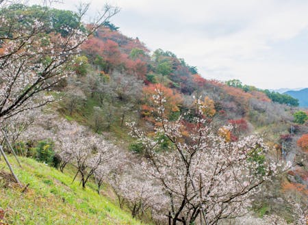 桜山公園の冬桜と紅葉