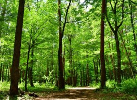 伊那市の面積の82パーセントは森林、長年生きてきた木々からエネルギーをもらえます