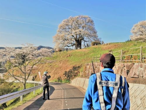 樹齢1,000年以上といわれる「醍醐桜」での駐車場案内も毎年行っています