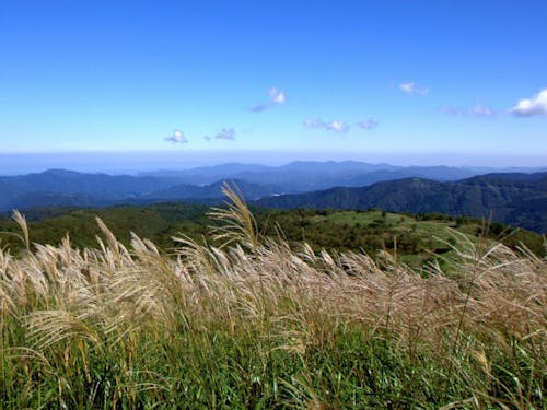 多様な生態系を育む上山高原のススキ草原