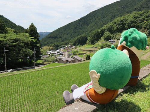 立派な棚田にたか坊とふう子もご満悦♪