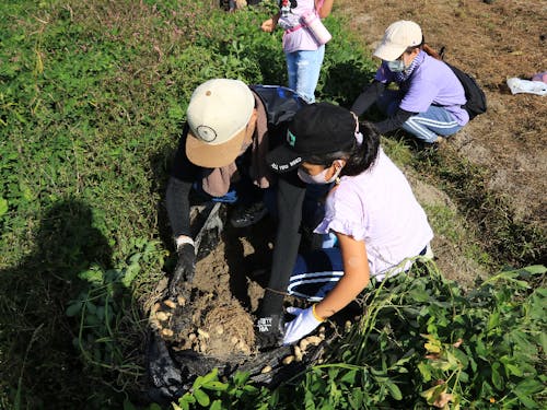 落花生の収穫体験