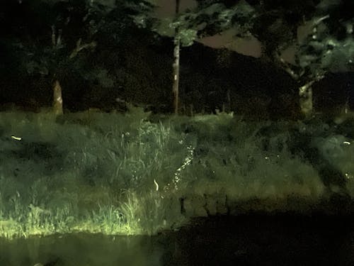 ほたる飛び交う水辺公園