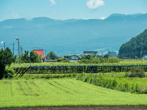 塩尻は山々に囲まれて葡萄畑があちこちに広がるなんてこない長野の田舎町。その、なんてことない日常が愛おしい