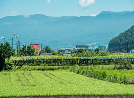 塩尻は山々に囲まれて葡萄畑があちこちに広がるなんてこない長野の田舎町。その、なんてことない日常が愛おしい
