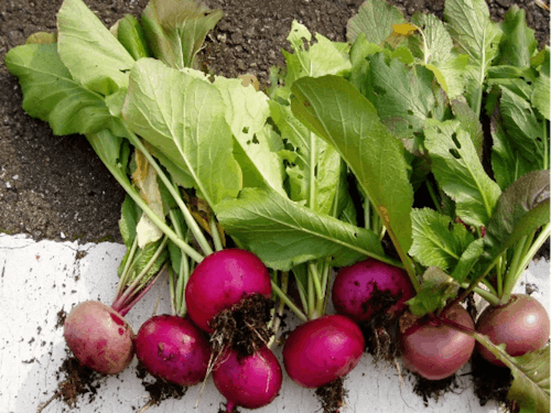 収穫された「焼畑あつみかぶ」