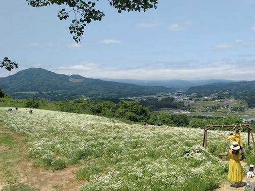 蔵王ハーブ園(カモミール畑)