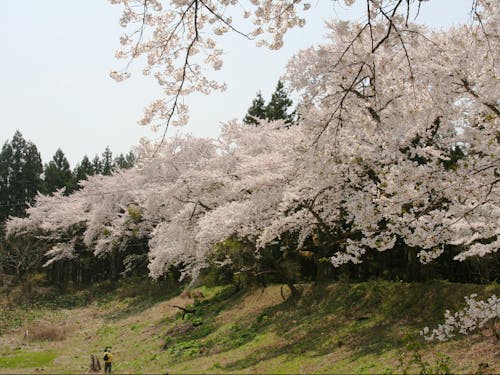 地域の名所「南原堤の桜」。開花時期は住民の憩いの場に。
