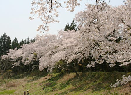 地域の名所「南原堤の桜」。開花時期は住民の憩いの場に。