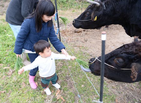 秋穂二島地域で育っている牛