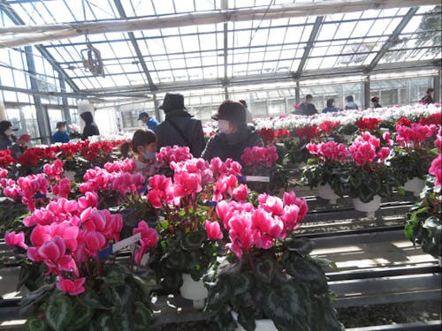 例年11月開催の収穫祭におけるシクラメンの販売の様子