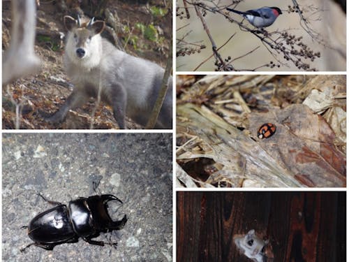 モモンガ、カモシカ、蛍、クワガタ… 当日どんな生き物に出会えるかお楽しみ。