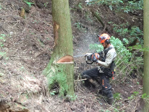 チェーンソーで伐採作業をおこなう平井さん。