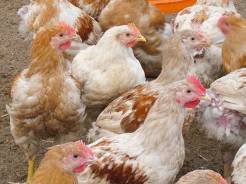 『はちきん地鶏』の総生産量のおよそ8割がここ大川村!