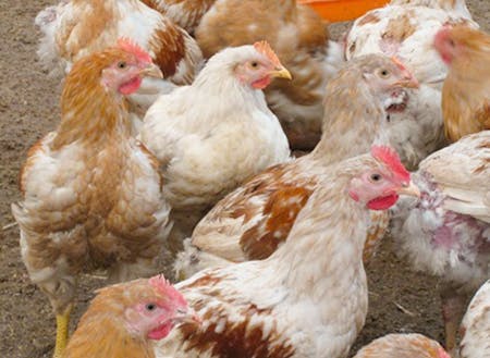 『はちきん地鶏』の総生産量のおよそ8割がここ大川村！