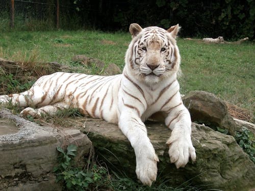 群馬サファリパークで遊ぶもよし。 写真提供 富岡市