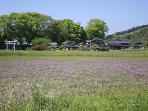 (国東市)ノルブリンカ